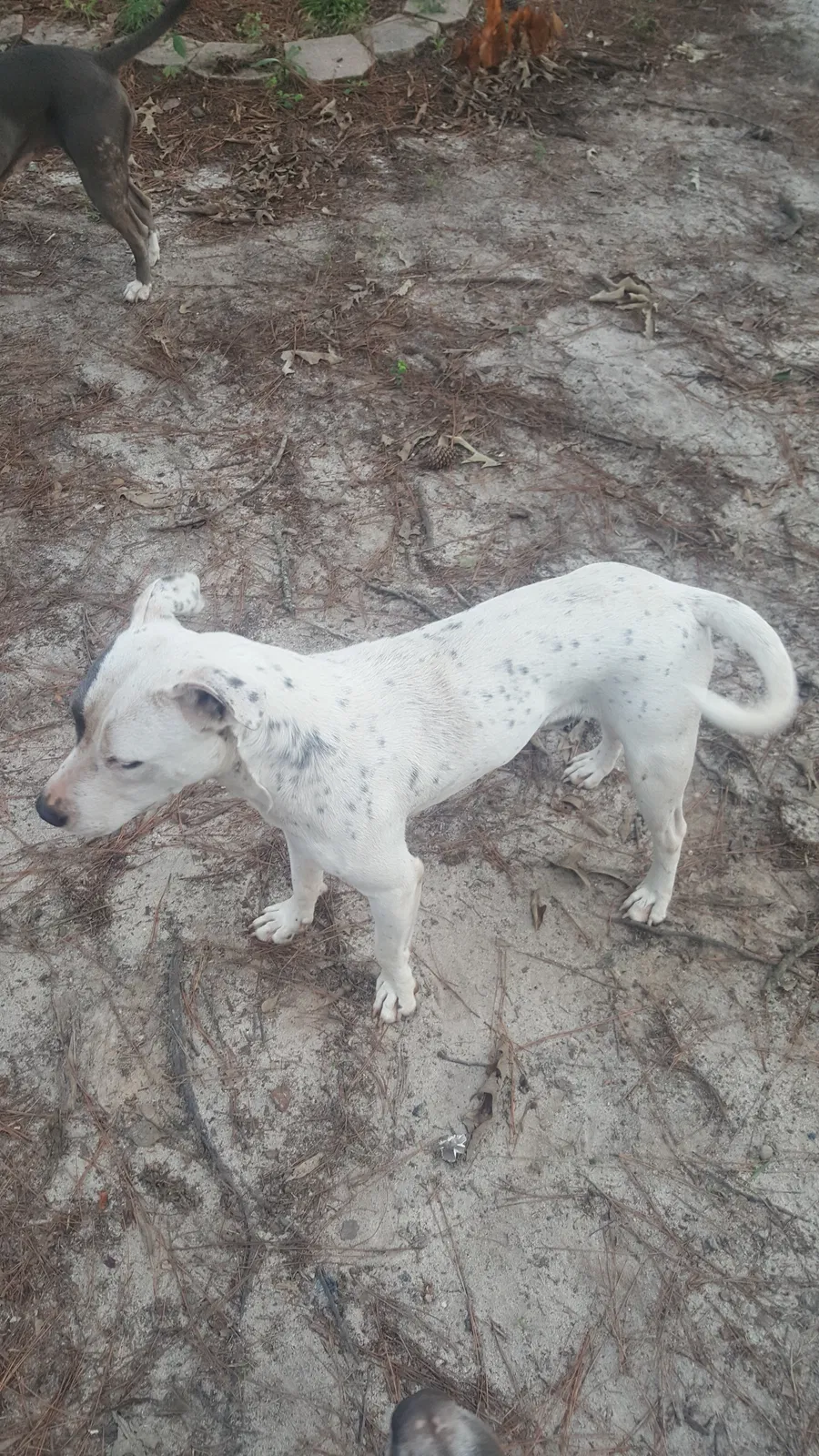 Found dog in Columbia, SC, 29210