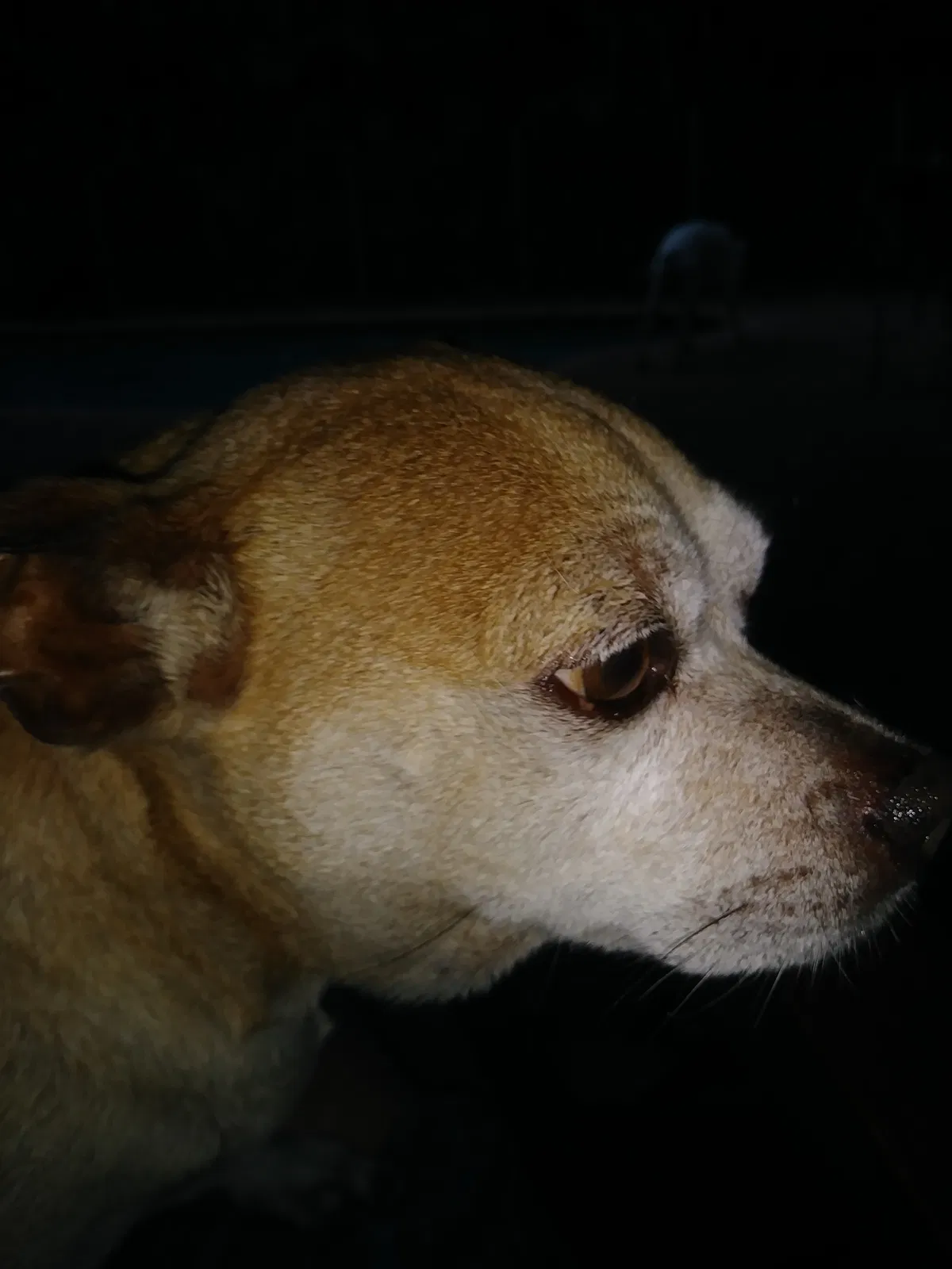 Found dog in Pompano Beach, FL, 33076