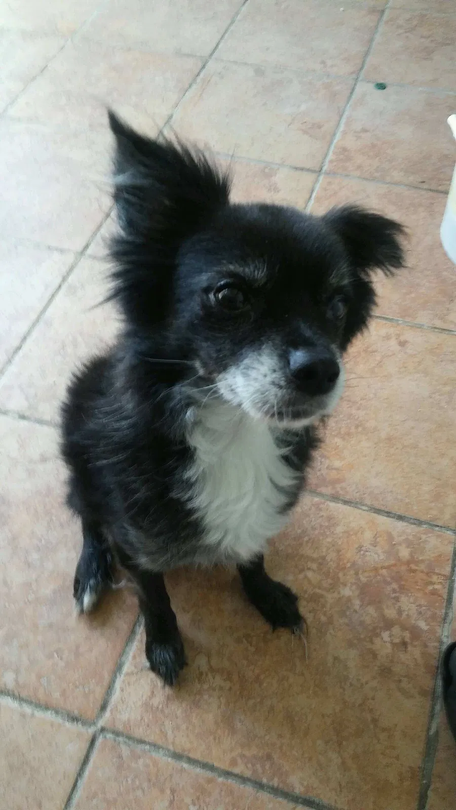 Found dog in Hollywood, FL, 33025