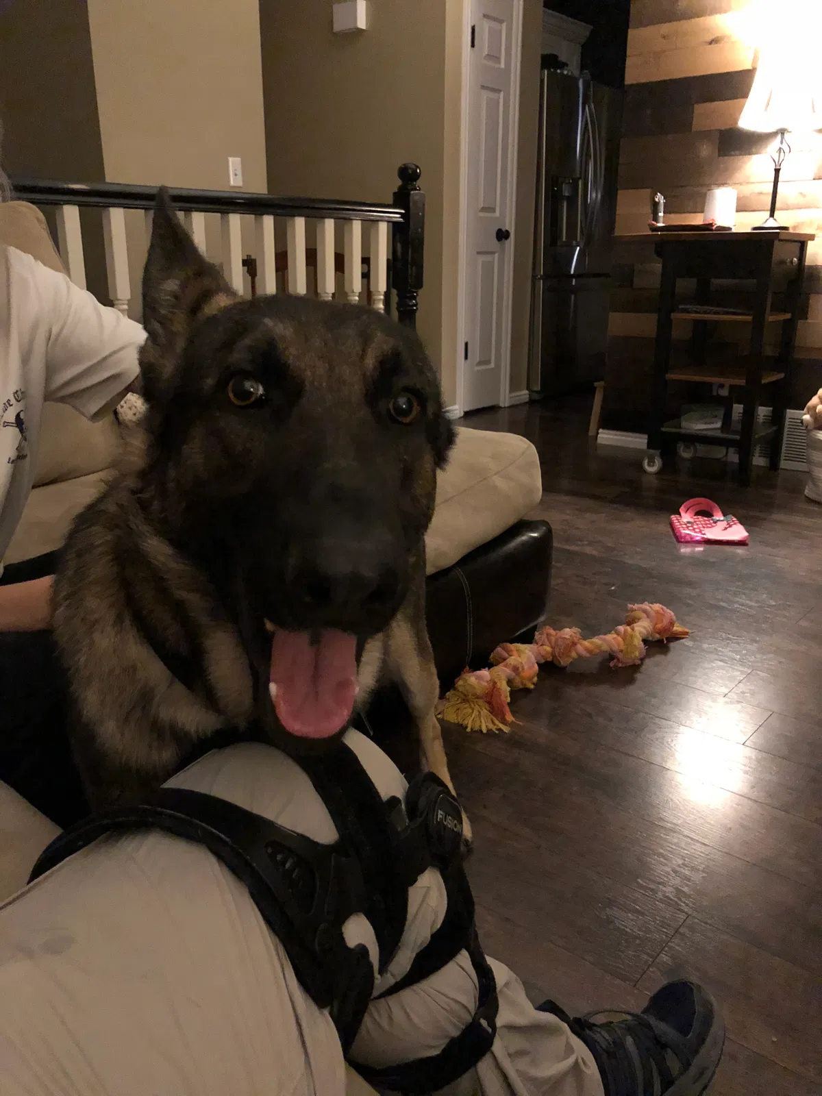 Found dog in Layton, UT, 84041