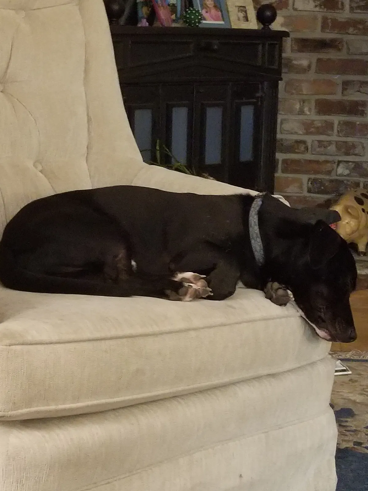 Found dog in Wilmington, NC, 28409