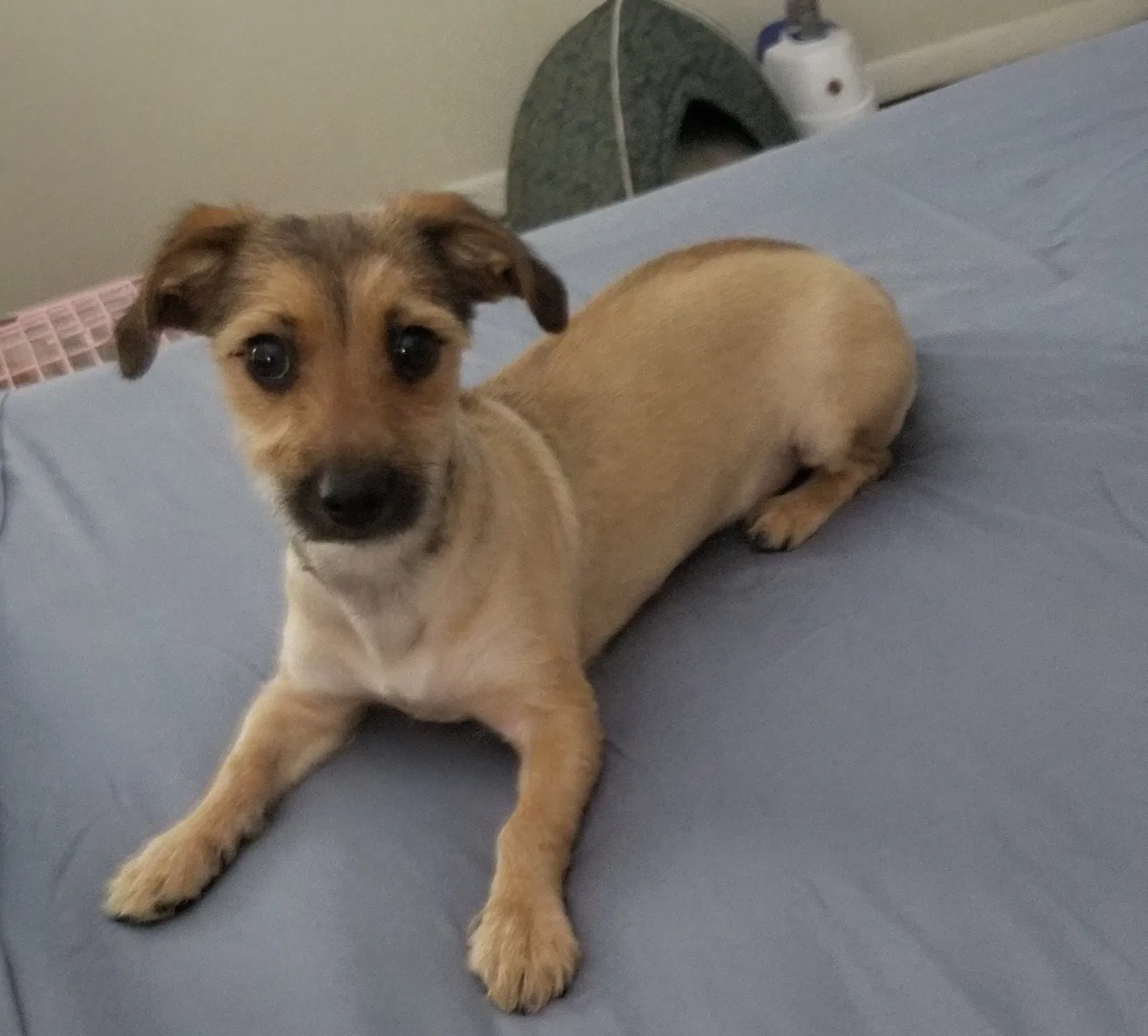 Found dog in Fort Lauderdale, FL, 33315