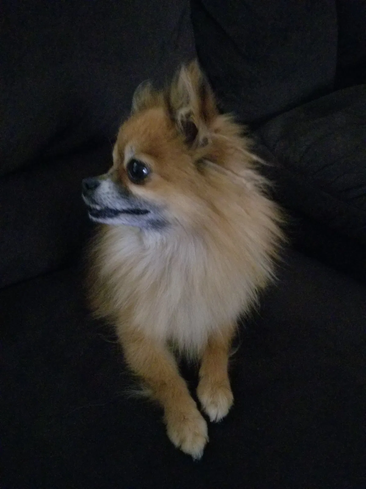 Found dog in Colorado Springs, CO, 80922