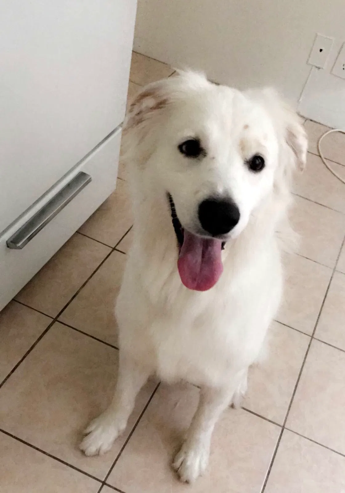 Found dog in Long Beach, CA, 90815