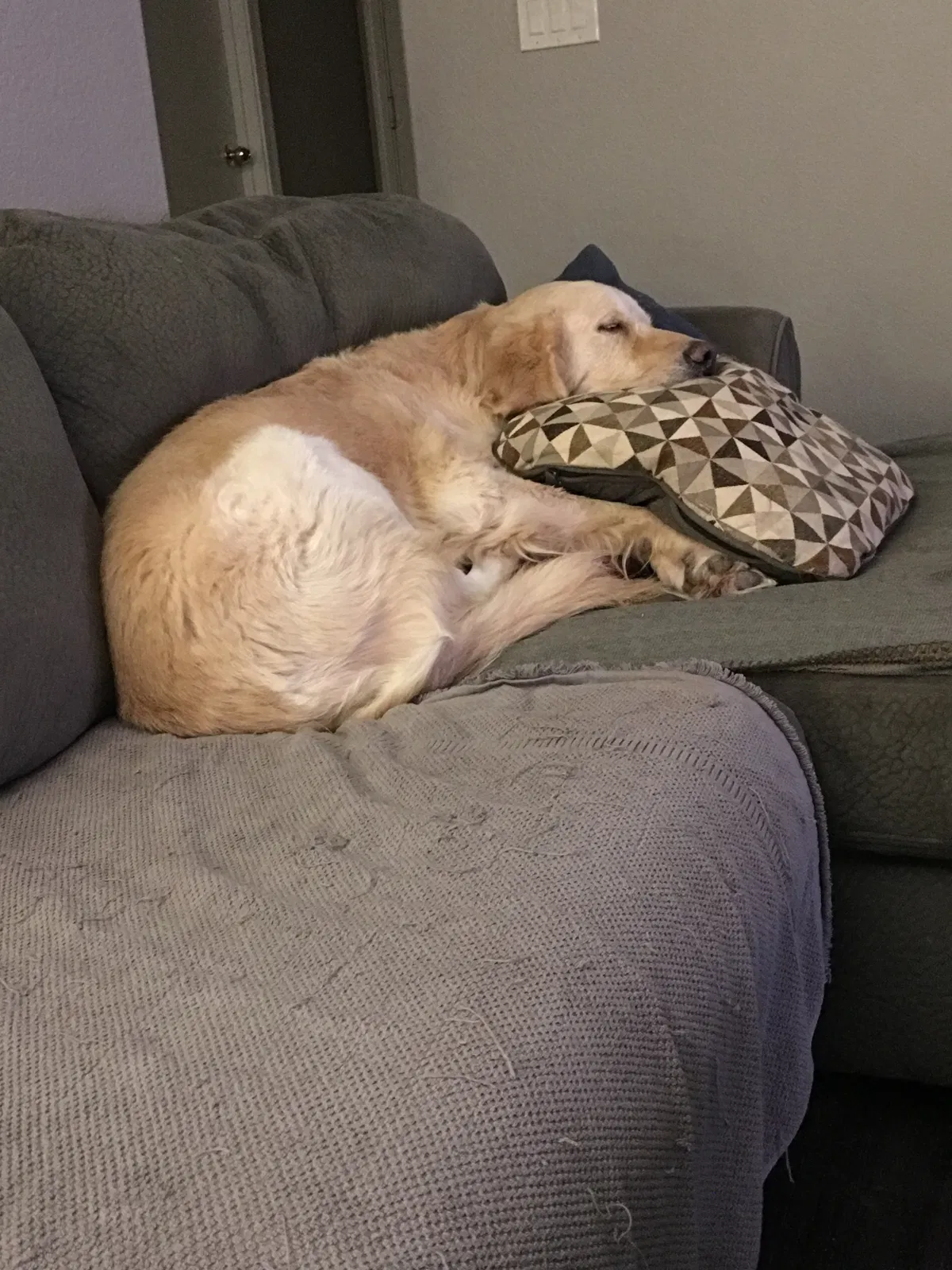 Found dog in San Tan Valley, AZ, 85143