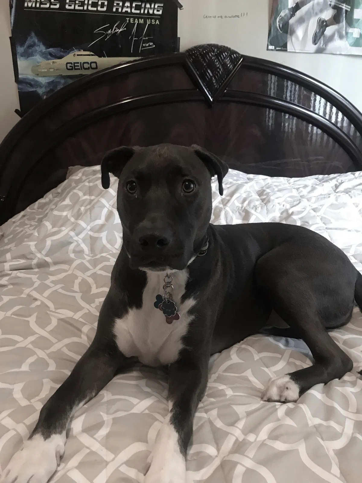 Found dog in Watertown, MA, 2472