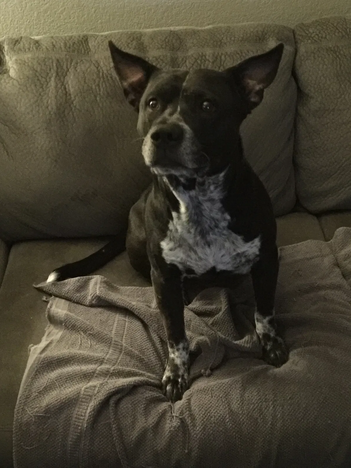 Found dog in San Tan Valley, AZ, 85143