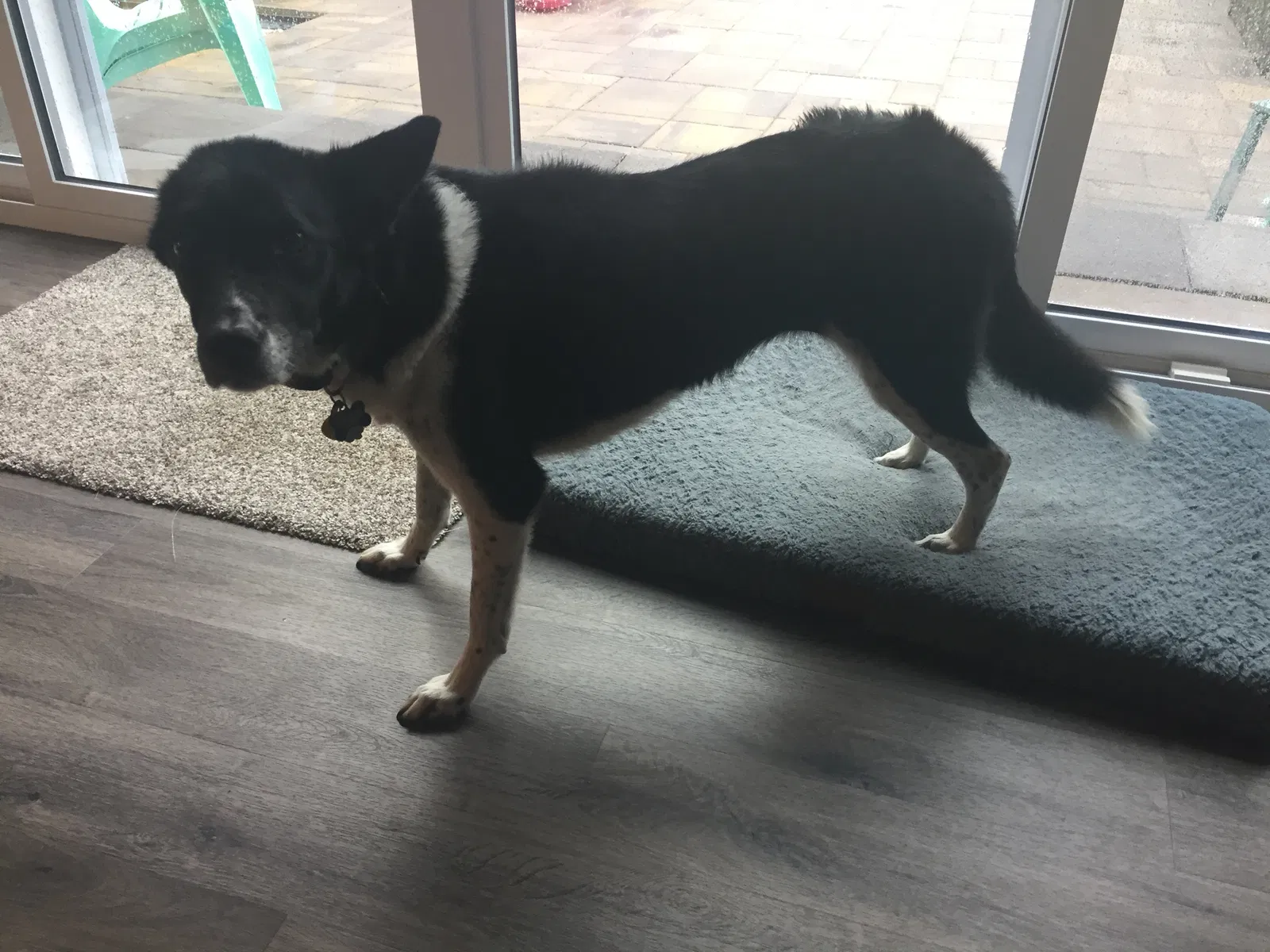 Found dog in Saint Louis, MO, 63125