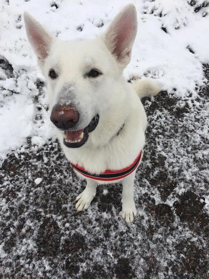 Found dog in Colorado Springs, CO, 80903