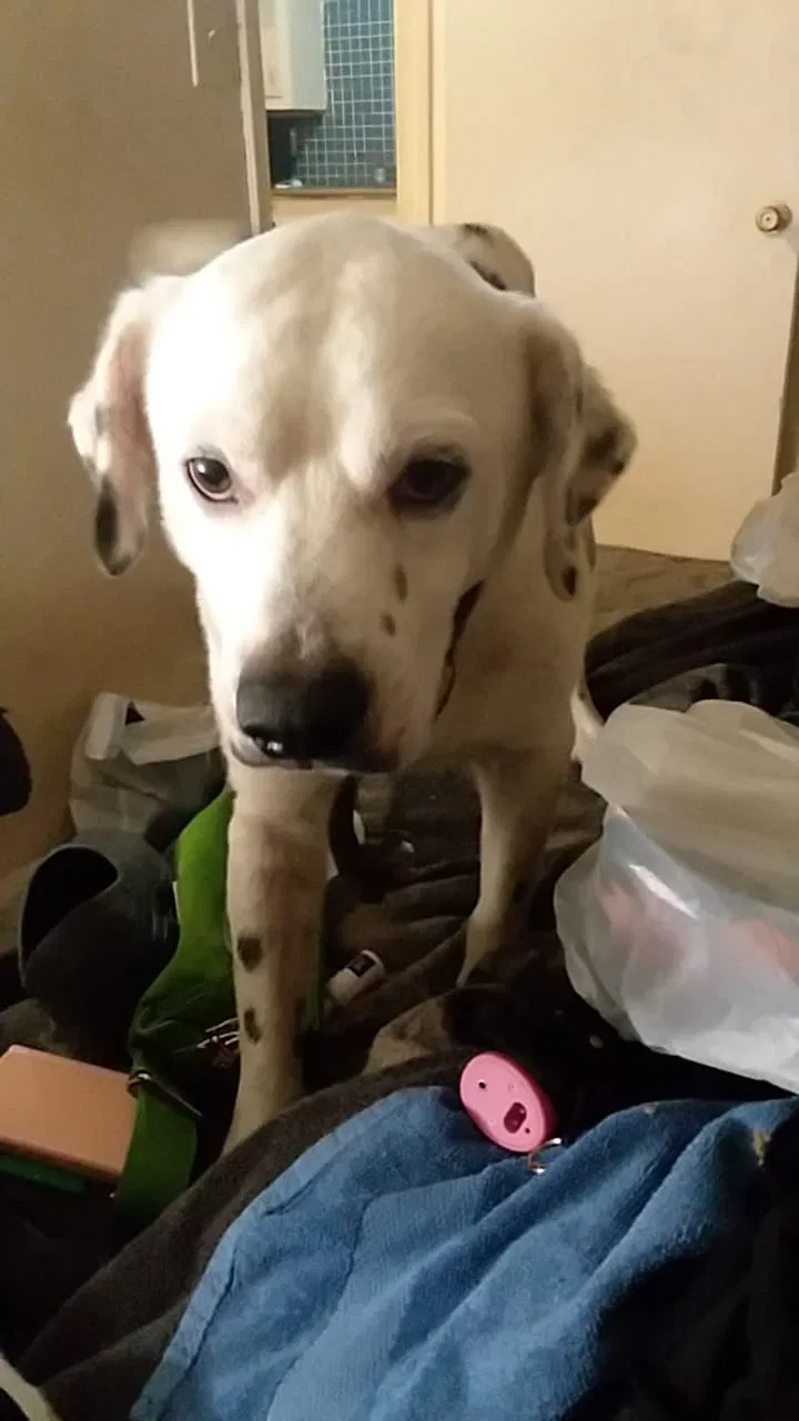 Found dog in Jonesboro, AR, 72401