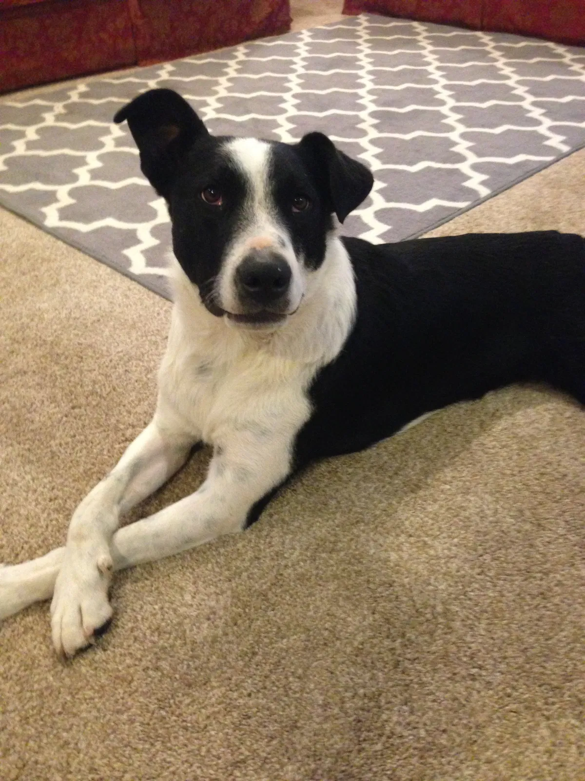 Found dog in Gilbert, AZ, 85298