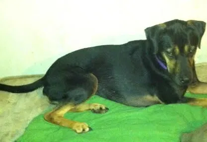 Found dog in Byers, CO, 80103