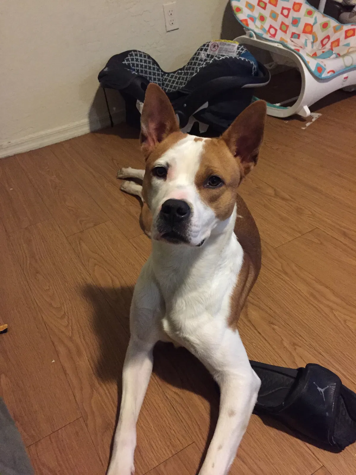 Found dog in Mesa, AZ, 85201