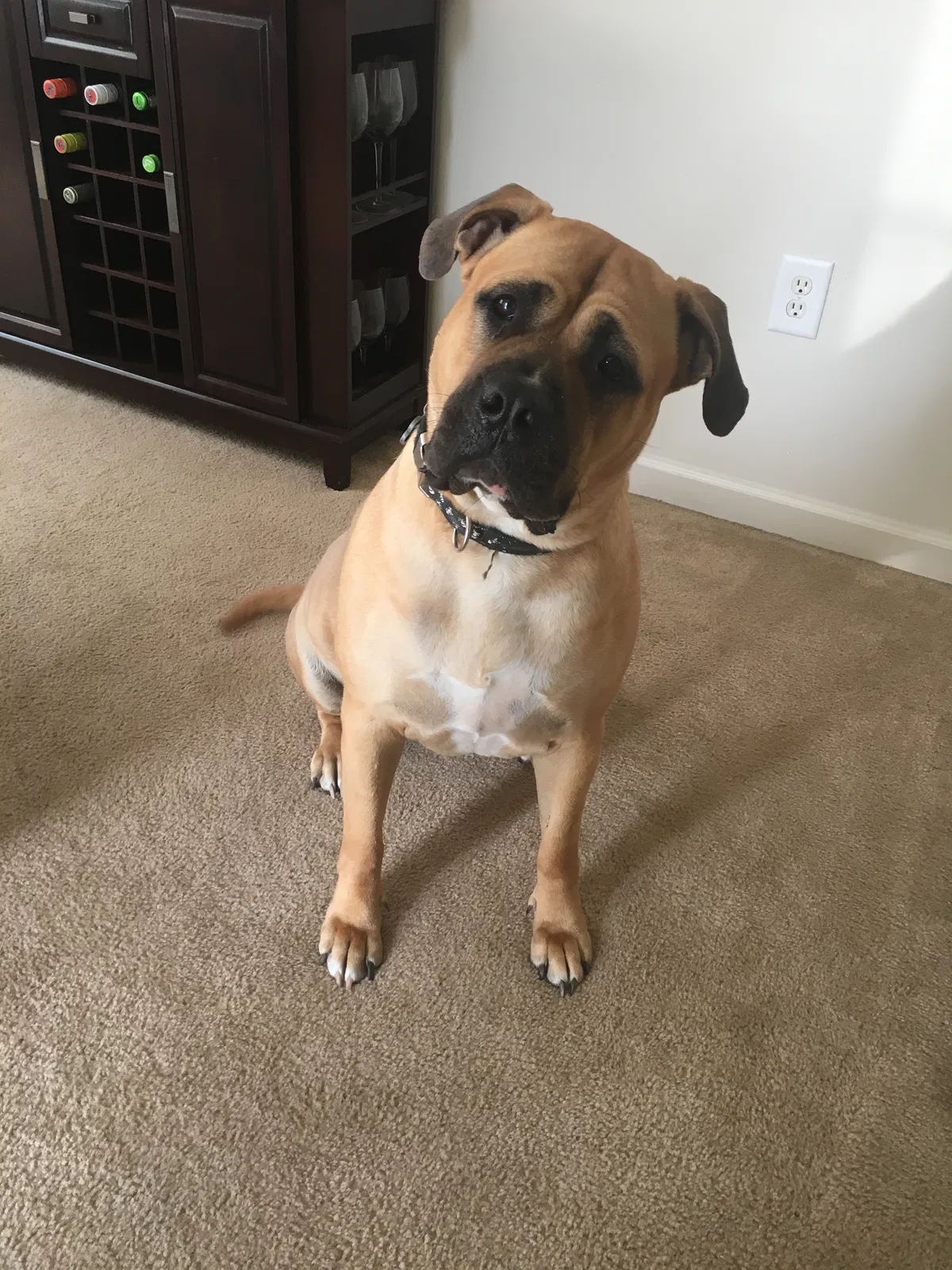 Found dog in Fort Bragg, NC, 28307