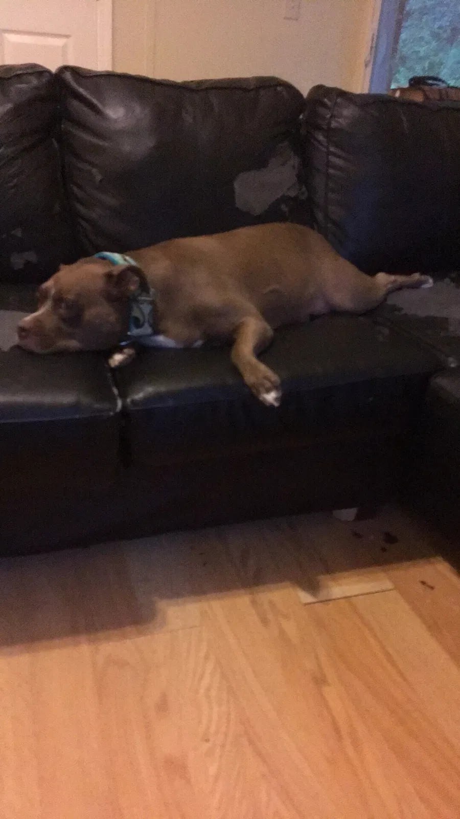 Found dog in Dothan, AL, 36305
