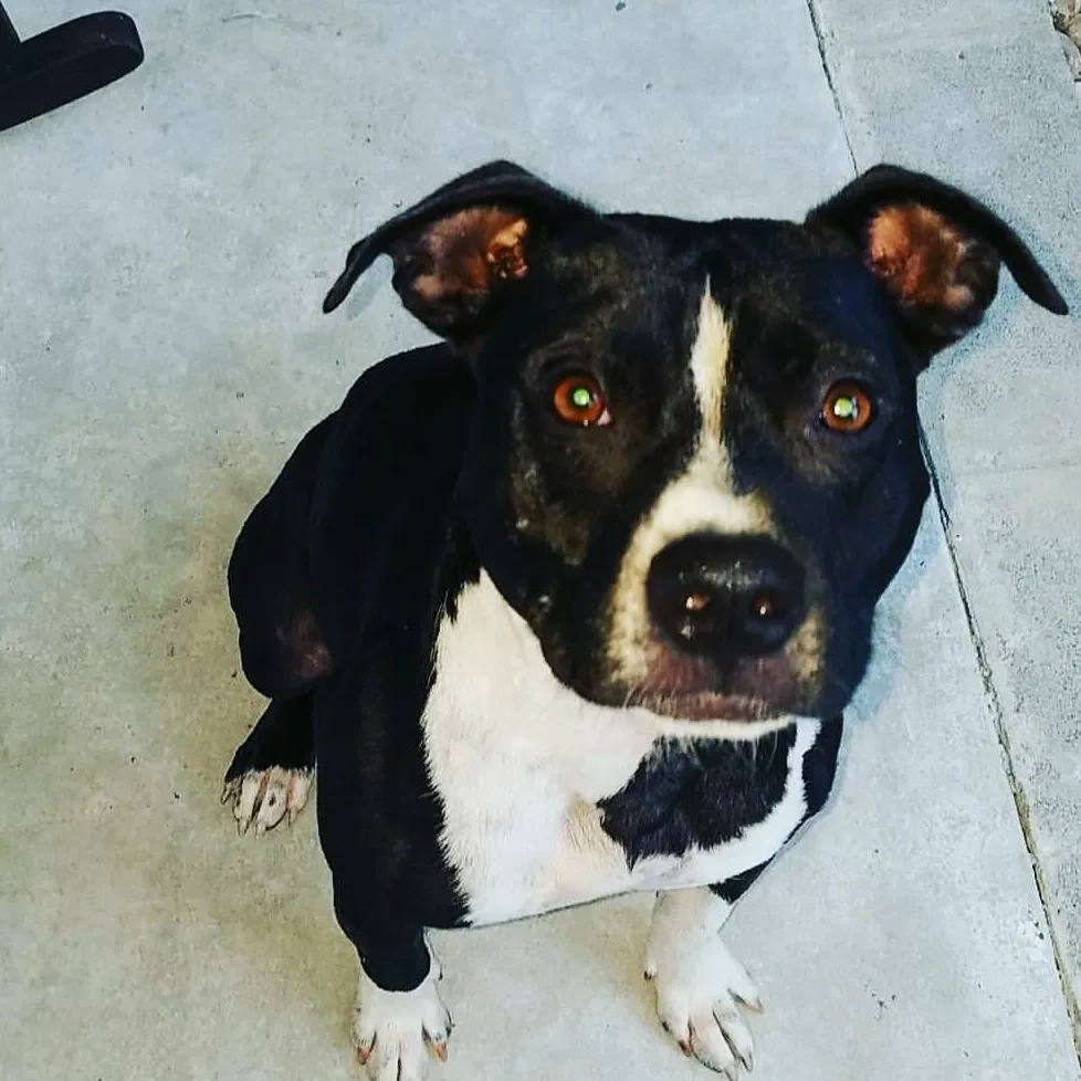 Found dog in Hartselle, AL, 35640
