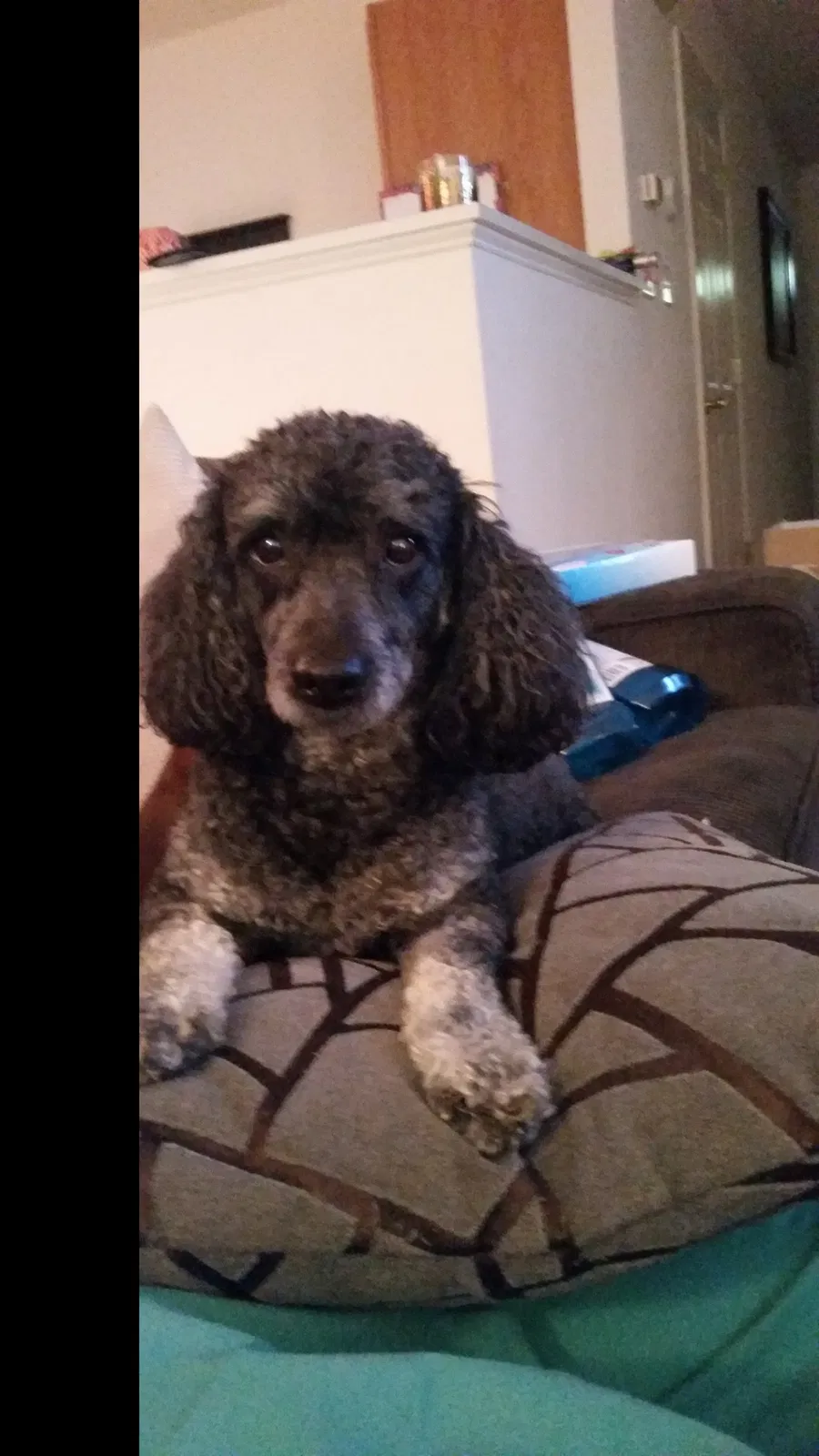 Found dog in Greensboro, NC, 27455