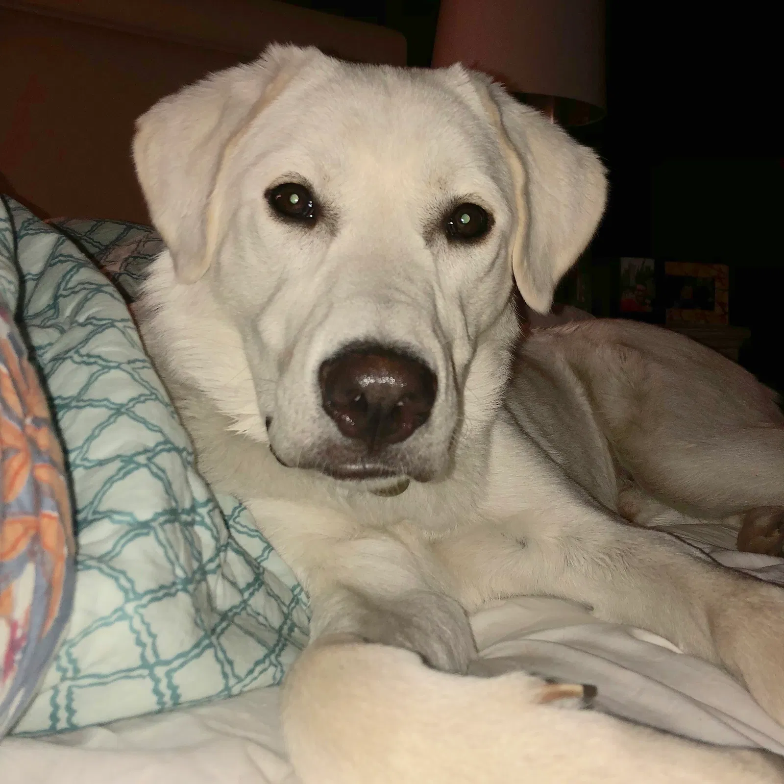 Found dog in Edwards, CO, 81632