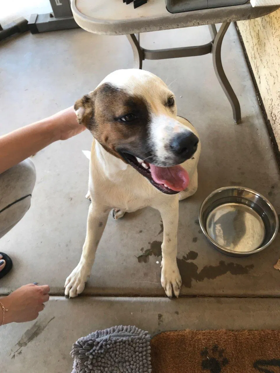 Found dog in Mesa, AZ, 85205