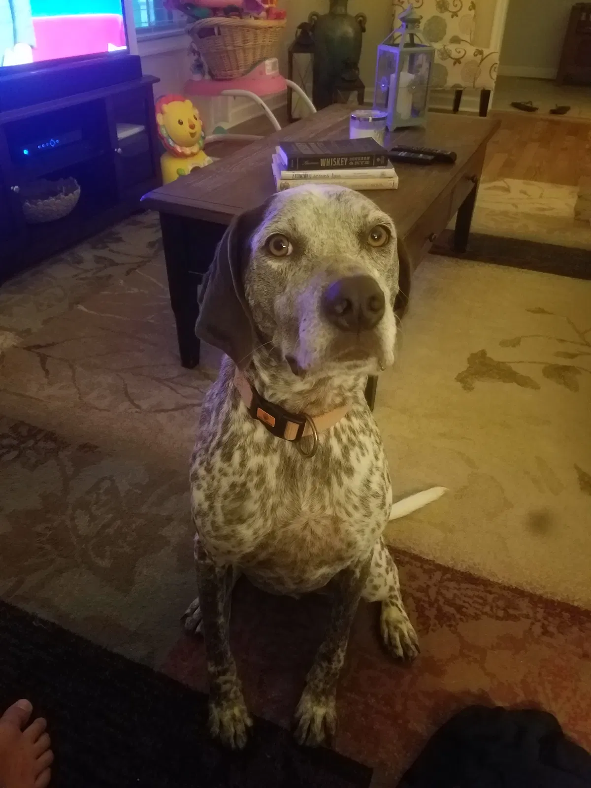 Found dog in Spotsylvania, VA, 22551