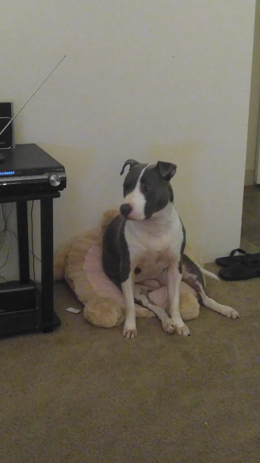 Found dog in Tampa, FL, 33615