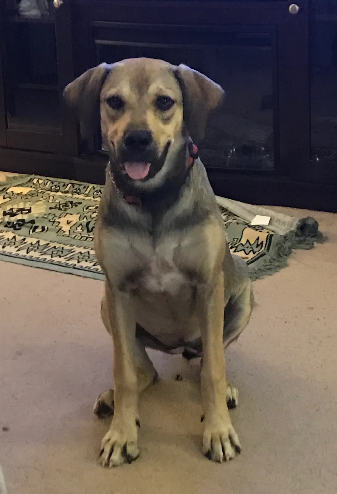 Found dog in Shannon, MS, 38868