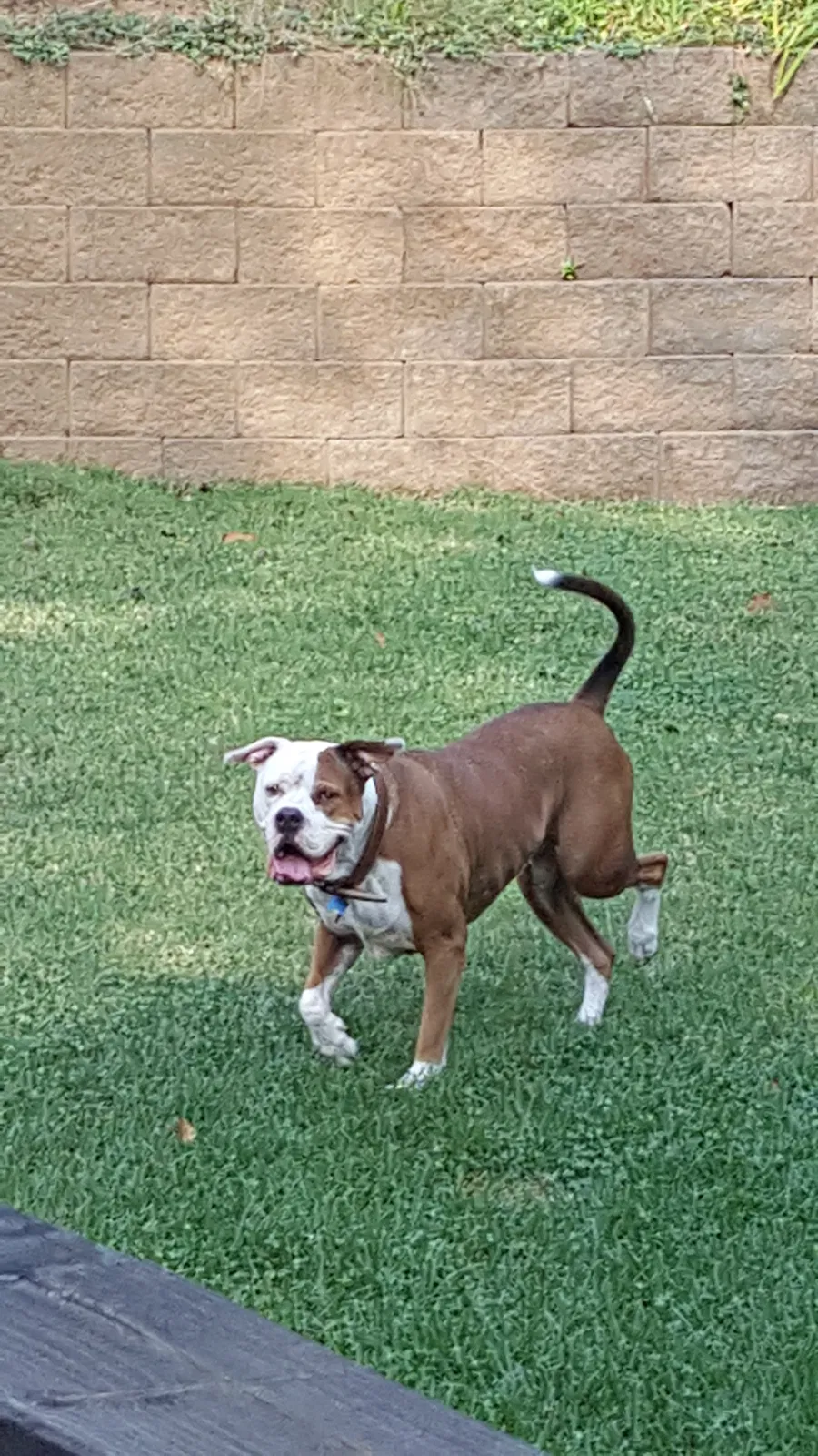 Found dog in Bethesda, MD, 20814