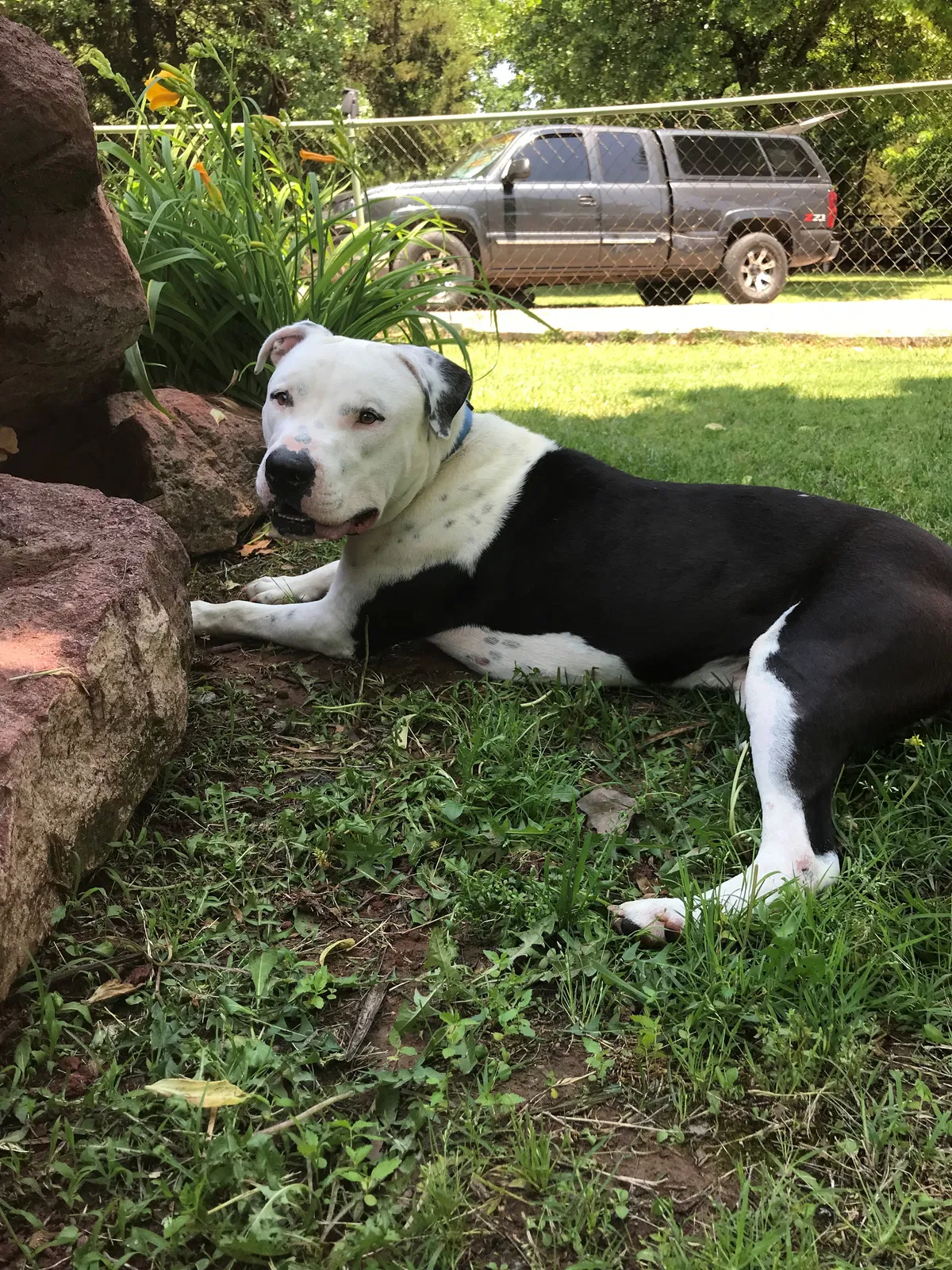Found dog in Guthrie, OK, 73044
