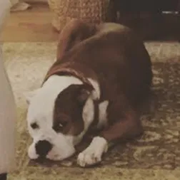 Found dog in Bethesda, MD, 20814