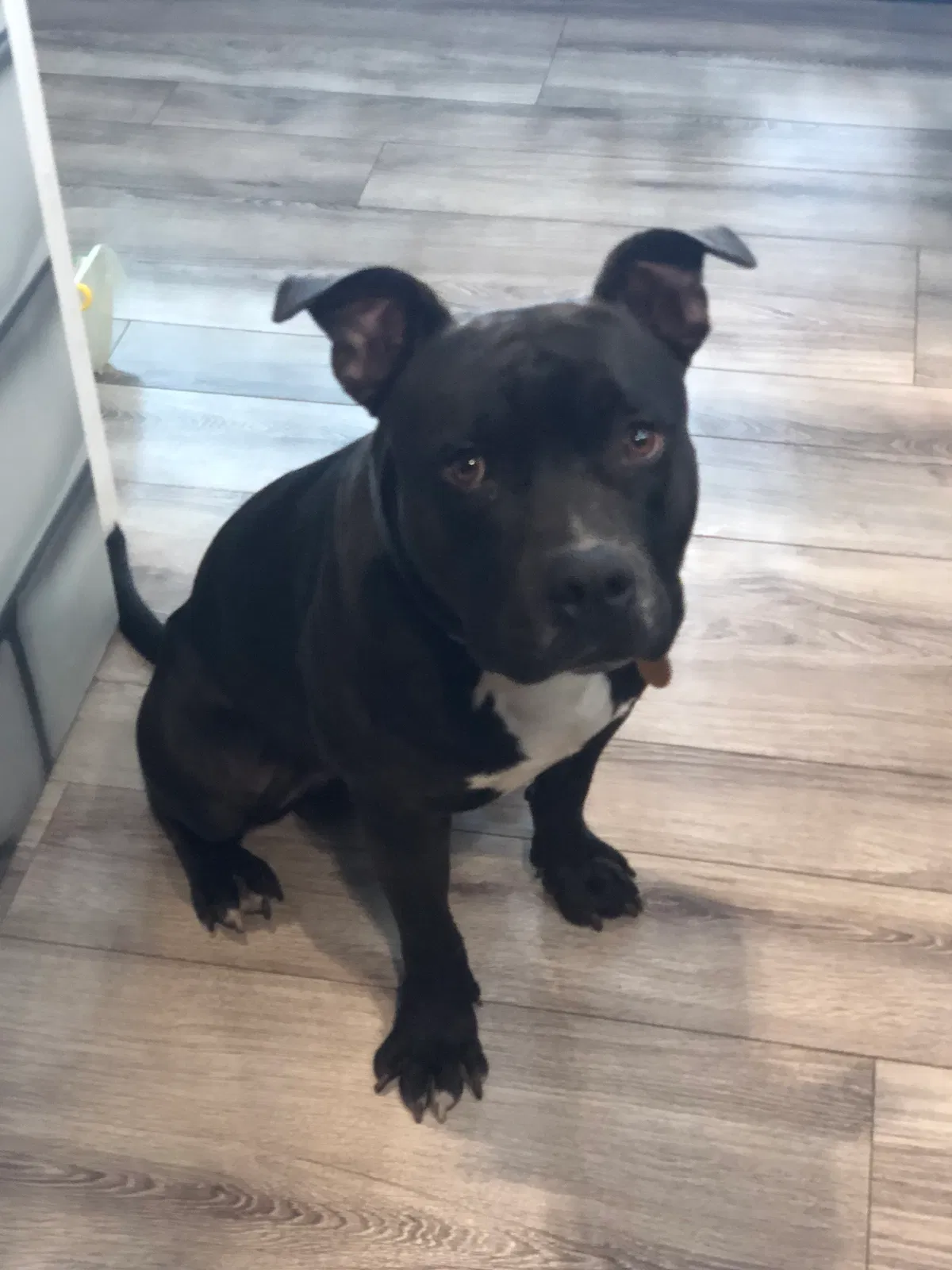 Found dog in Salt Lake City, UT, 84107