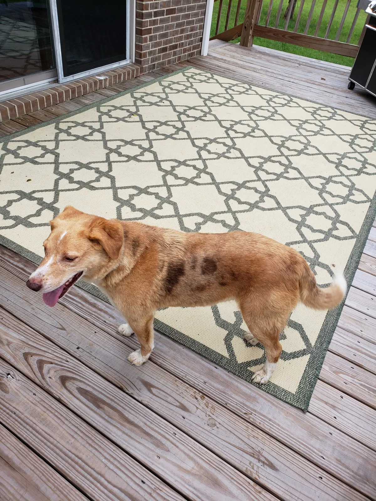 Found dog in Hilham, TN, 38568
