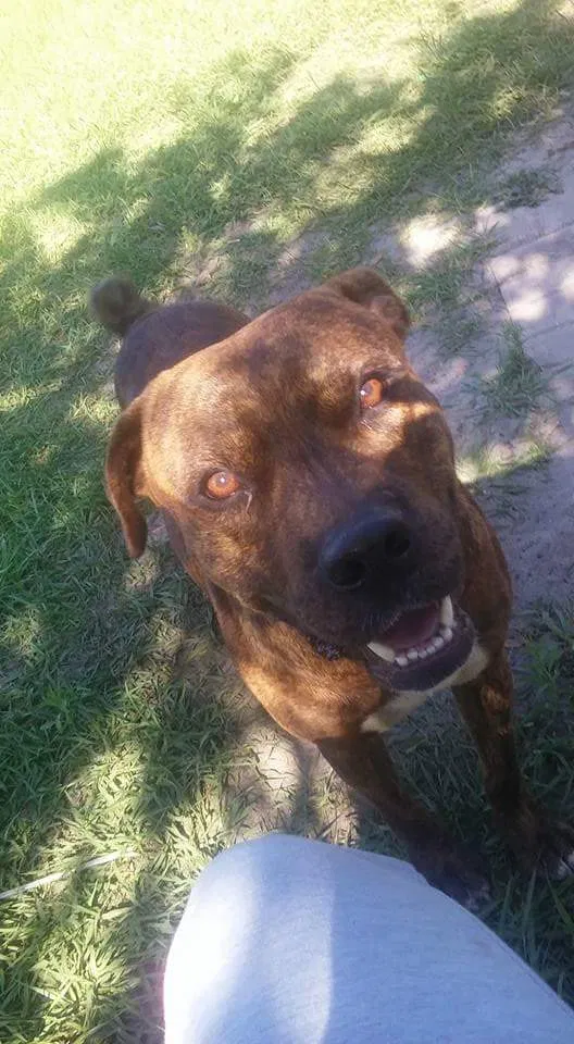 Found dog in Wildwood, FL, 34785