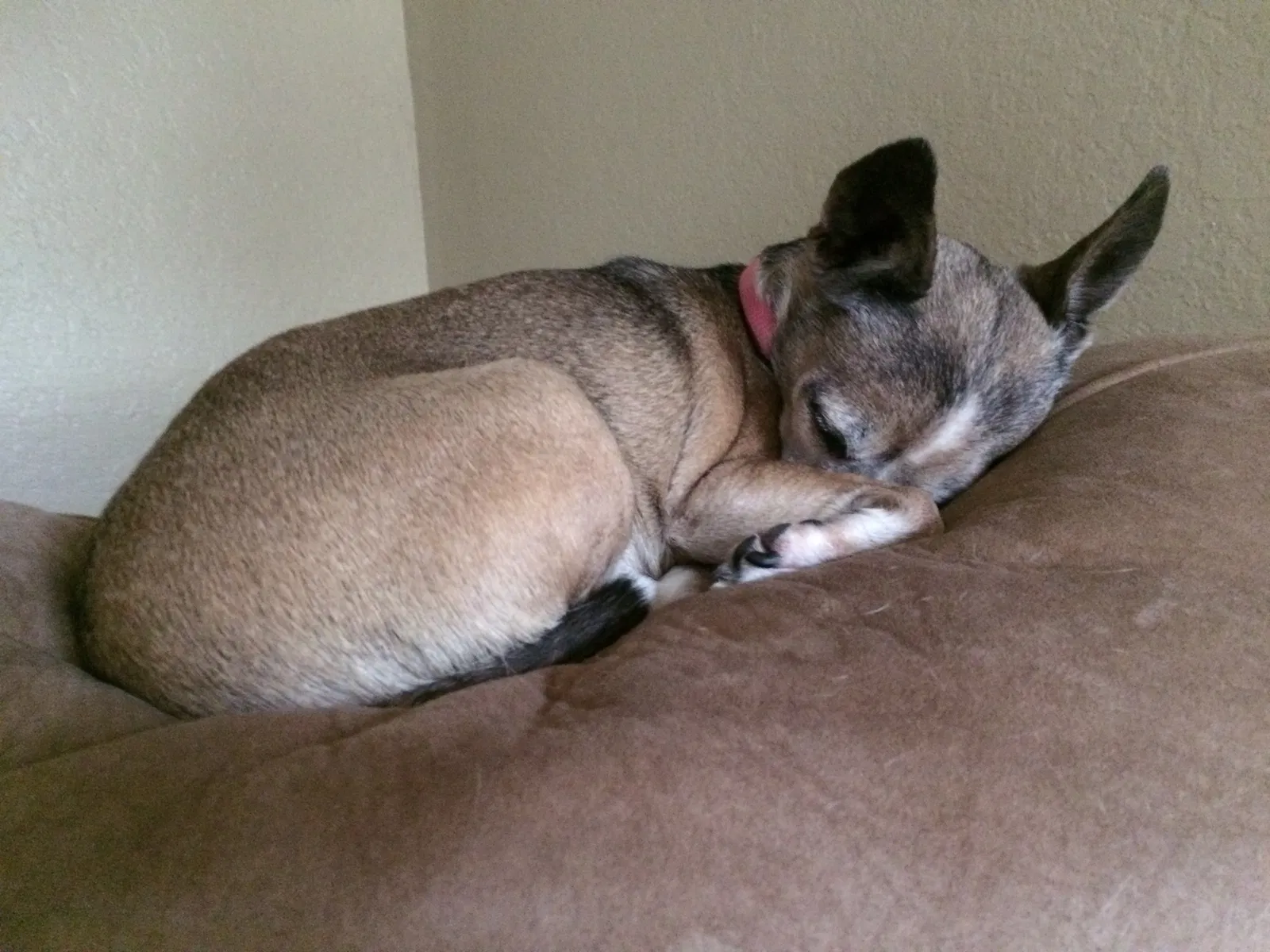 Found dog in Redlands, CA, 92374