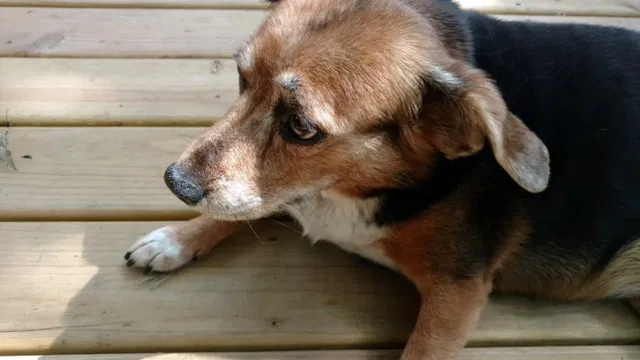 Found dog in Elgin, IL, 60123