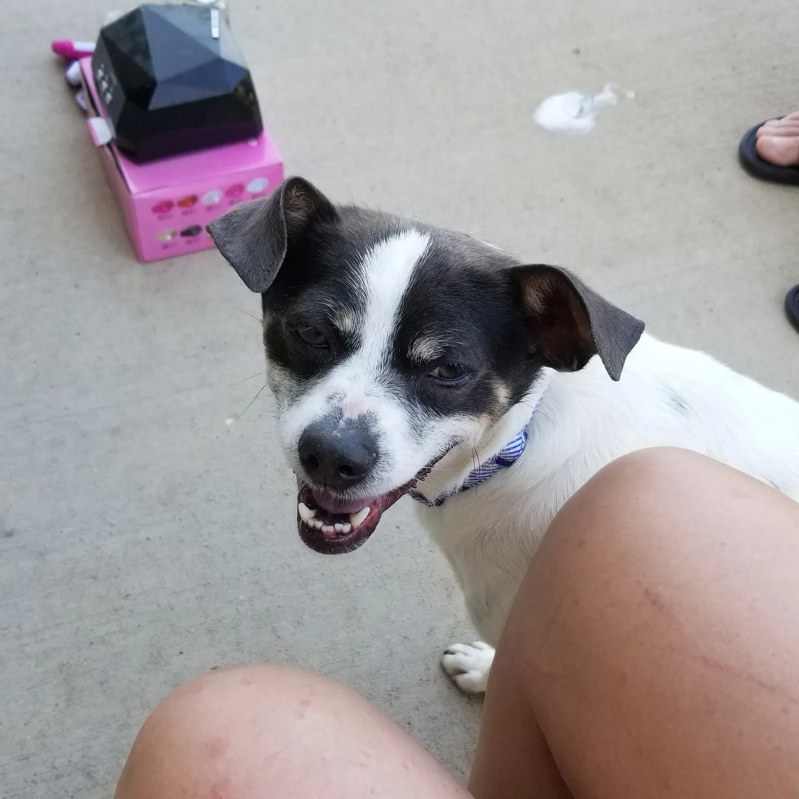 Found dog in Greeley, CO, 80634