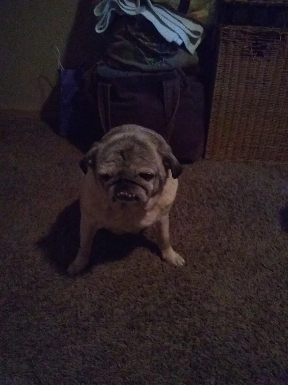 Found dog in Big Bear Lake, CA, 92315
