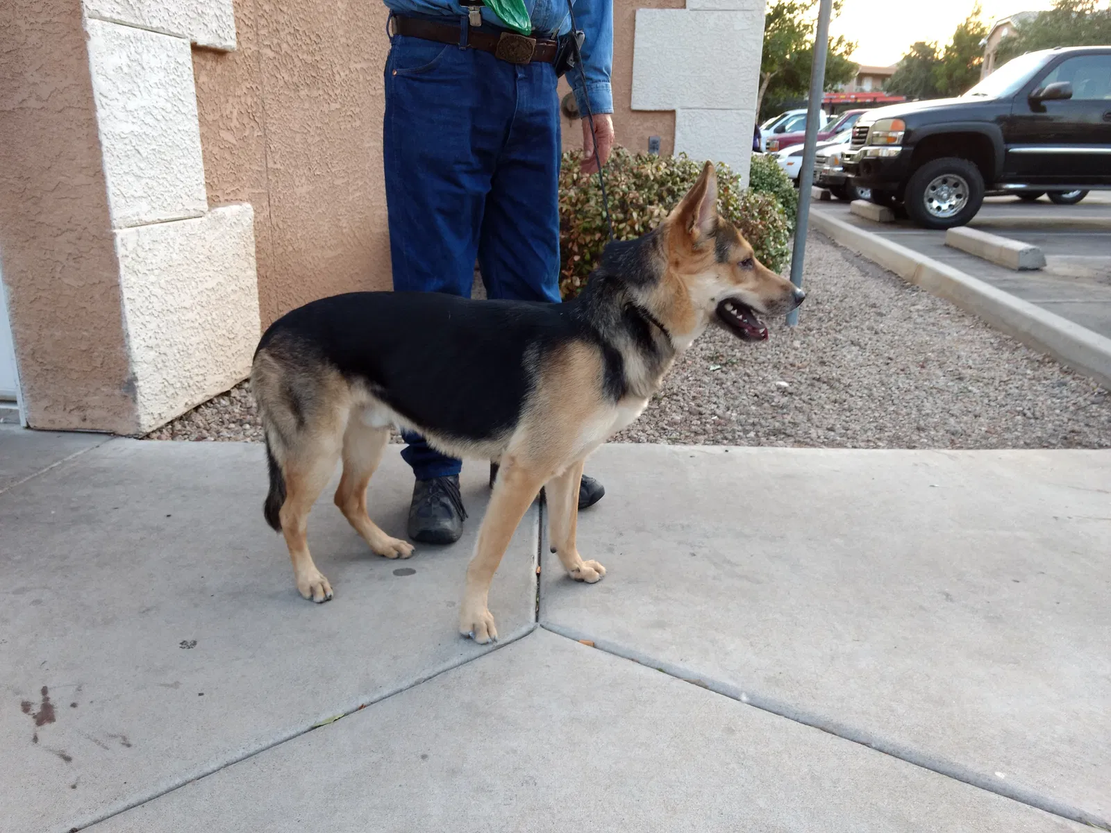 Found dog in Phoenix, AZ, 85027