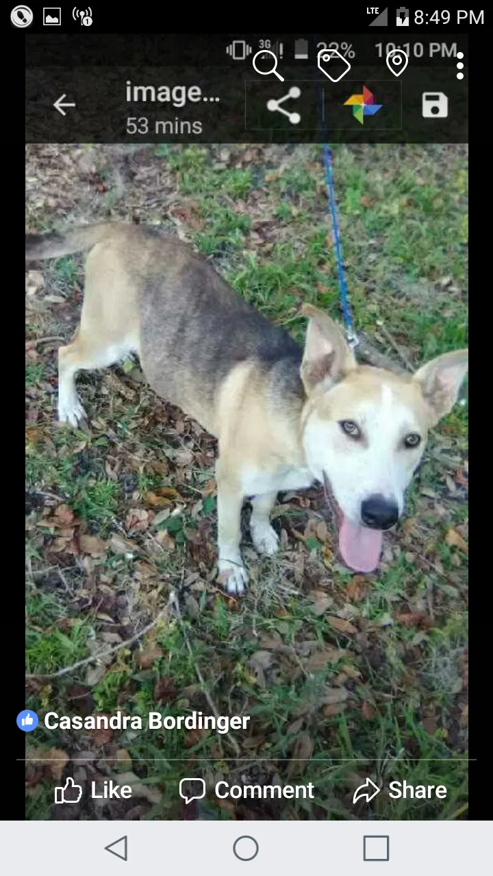 Found dog in East Palatka, FL, 32131