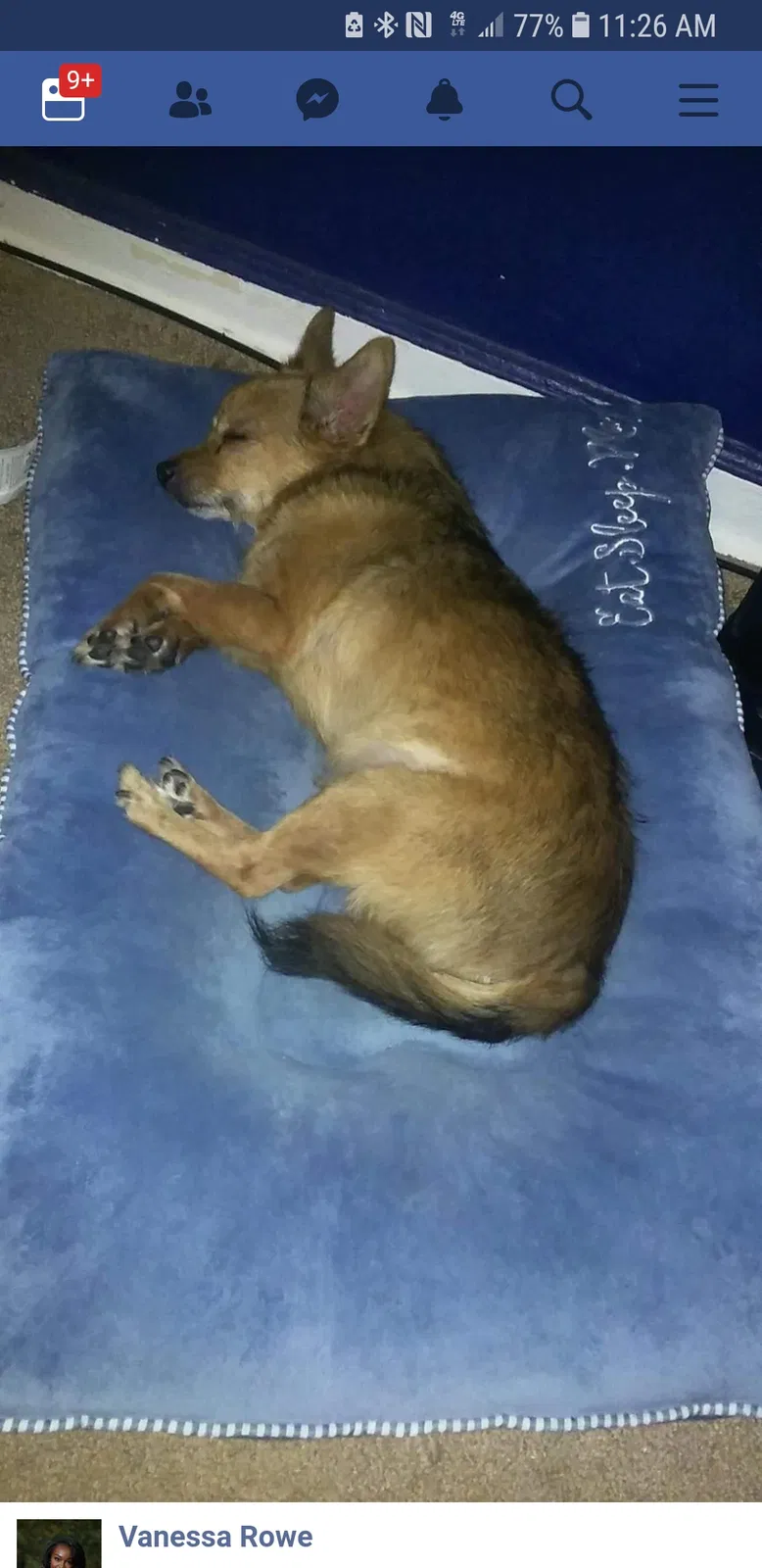 Found dog in Augusta, GA, 30909