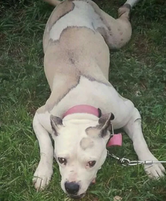 Found dog in Hot Springs National Park, AR, 71913