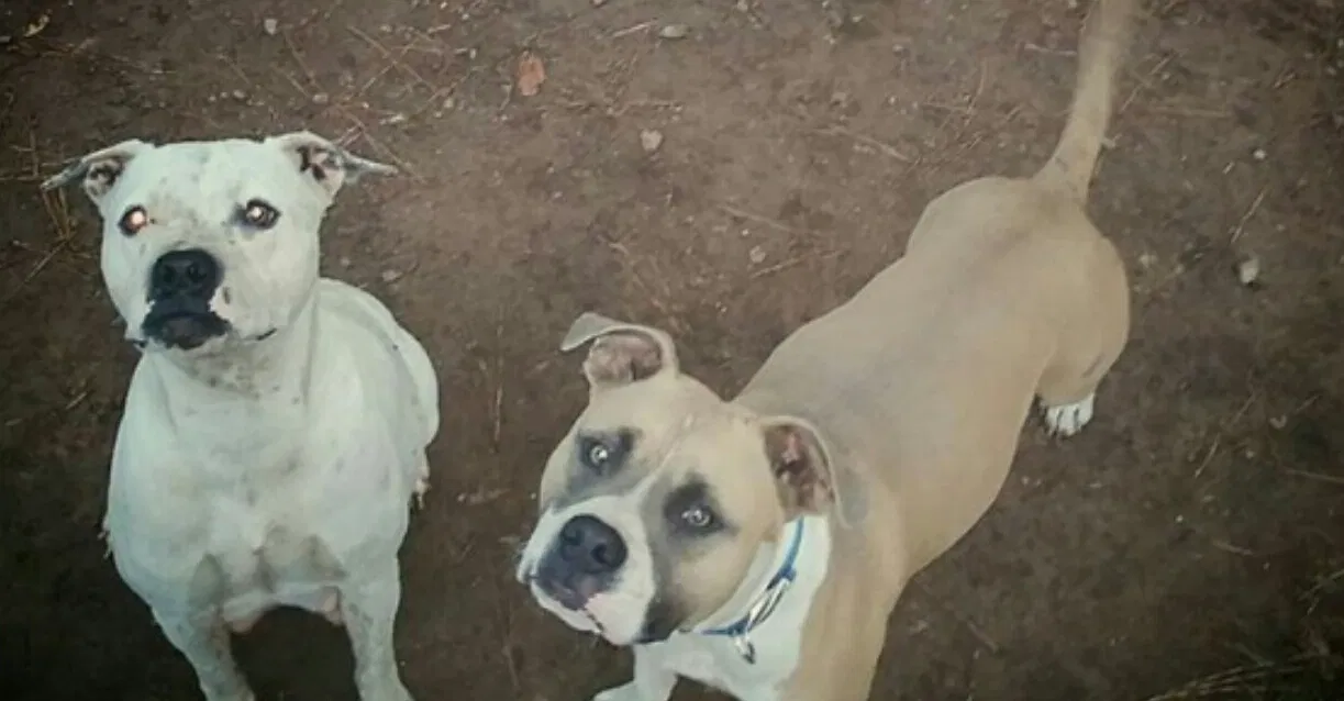 Found dog in Hot Springs National Park, AR, 71913