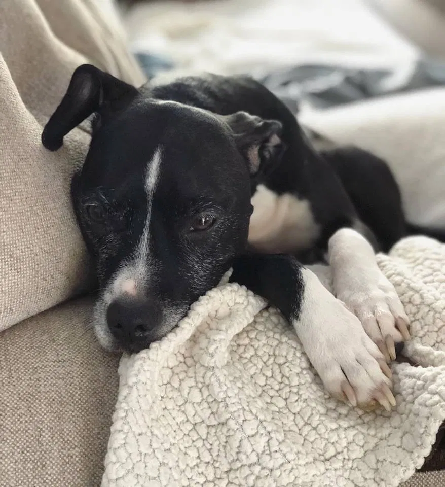 Found dog in Hoschton, GA, 30548