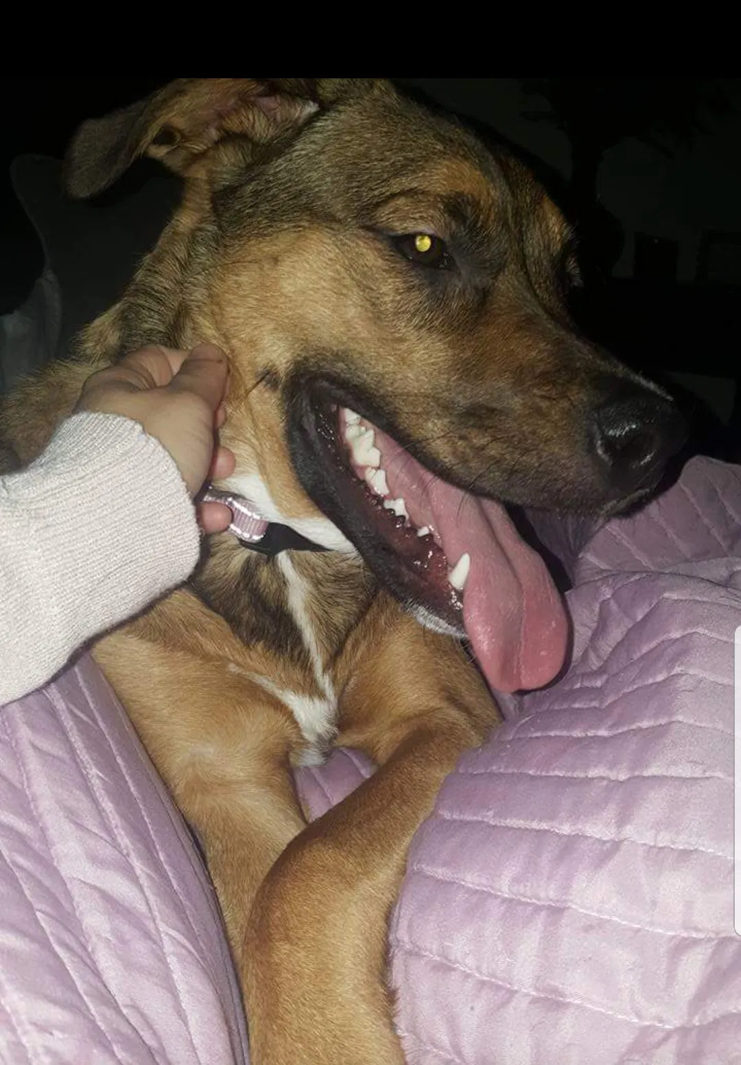 Found dog in Holmes, NY, 12531