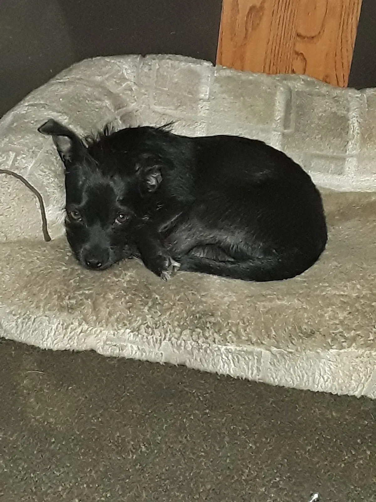 Found dog in Colton, CA, 92324