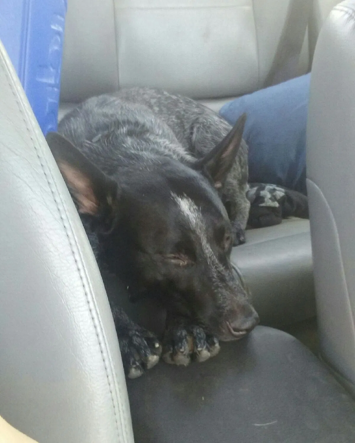 Found dog in Arizona City, AZ, 85123