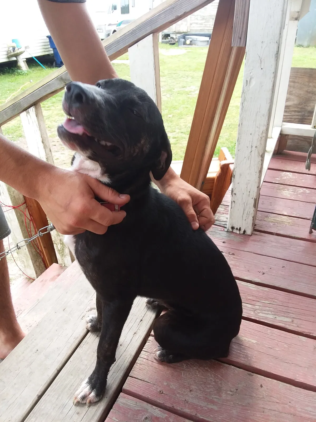 Found dog in Crowley, LA, 70526