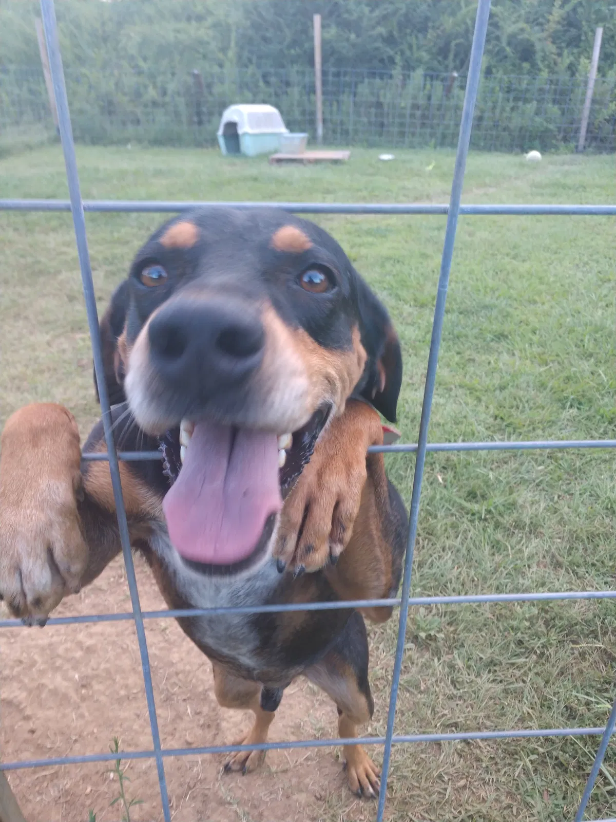 Found dog in Tupelo, MS, 38804