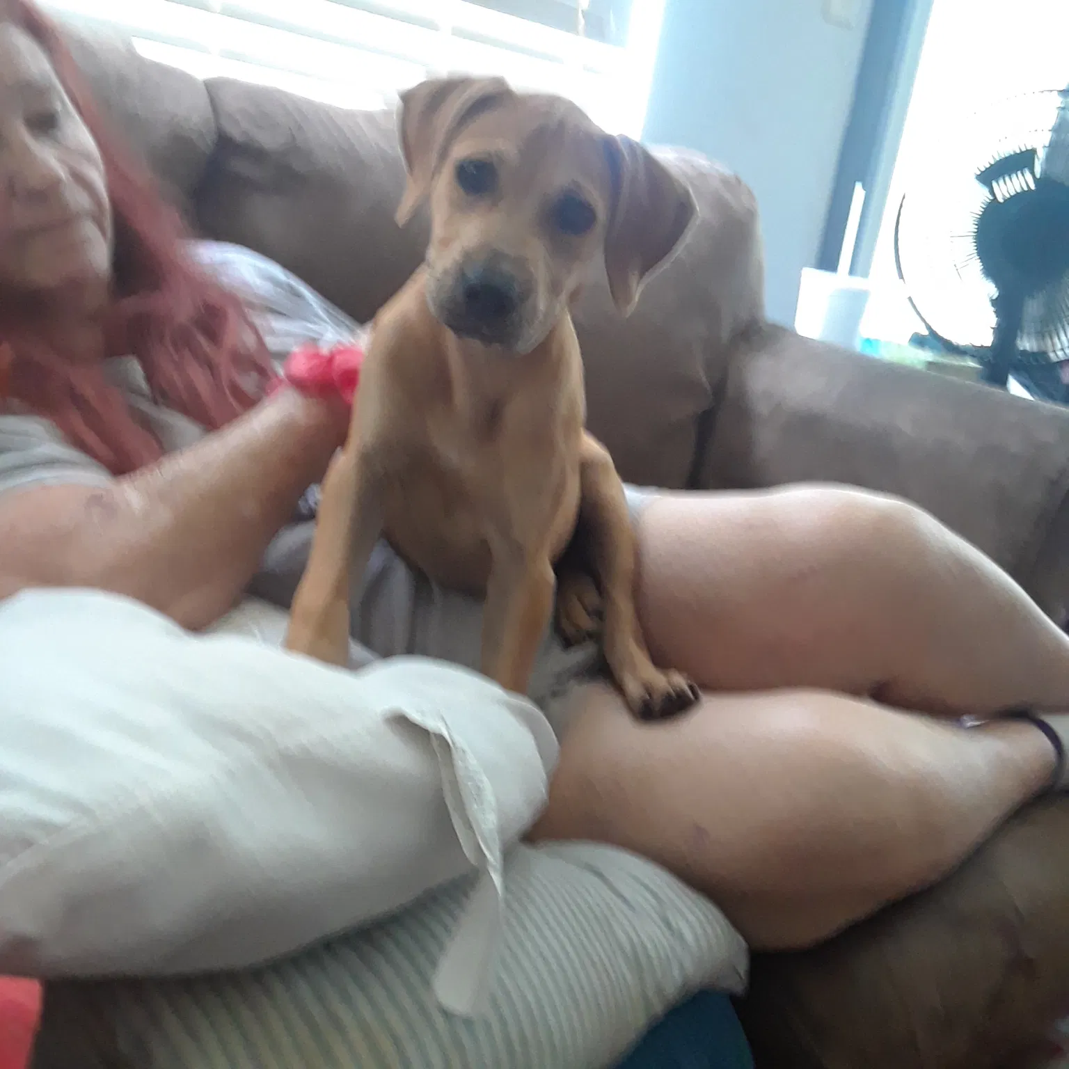 Found dog in Jacksonville, FL, 32210