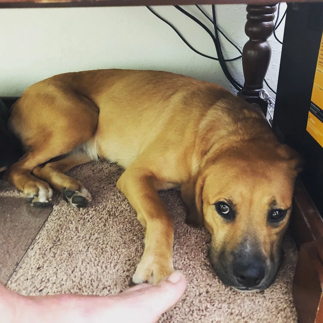 Found dog in Richmond Hill, GA, 31324