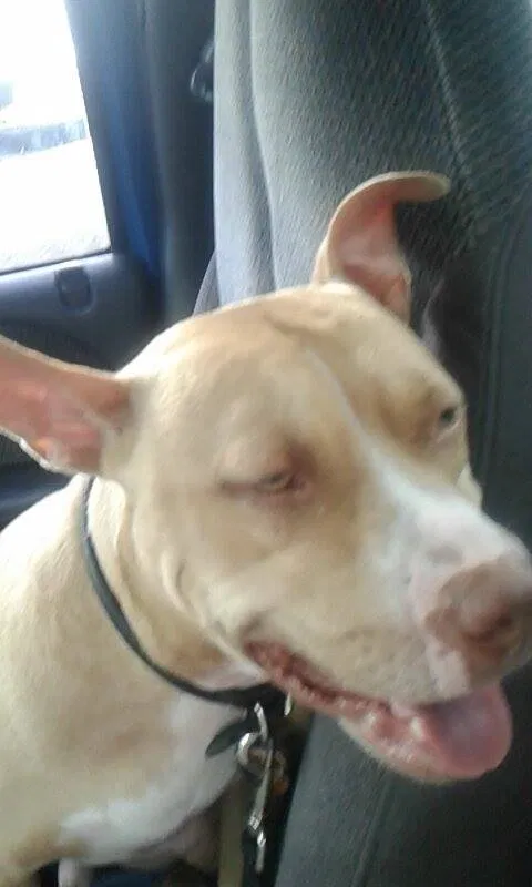 Found dog in Cape Coral, FL, 33909